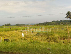 Petani Desa Pilangsari dan Jatitengah Keluhkan Kualitas Bibit Padi Infari 32