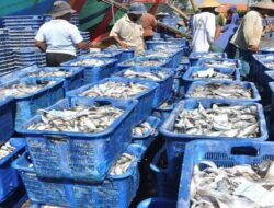 Menteri Susi : Bukan Saja Menenggelamkan kapal, Kita Juga Perhatikan Ekspor Ikan