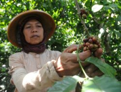2 Dusun di Kulonprogo Menjadi Kampung Kopi