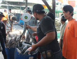 Produksi Menurun, Harga Ikan di TPI Karangsong Naik