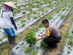 Unik, Polisi ini  Bantu Warga Panen Sayuran