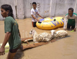 Banjir Rendam Enam Desa di Ciledug, Ratusan Kambing Milik Warga Mati