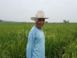 Balai Pertanian BP3K Playangan Antisipasi Serangan Hama Wereng