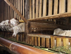 33 Kambing Mati Dimangsa, Warga Kalimekar Buru Anjing ‘Jadi-jadian’