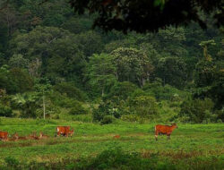 Banyuwangi Akan di Jadikan Daerah ke 3 Geopark
