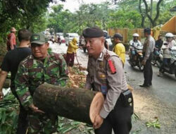 Polri, TNI dan Warga Evakuasi Pohon Tumbang
