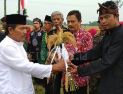 Lestarikan Budaya Leluhur, Warga Desa Pilangsari Gelar Pesta Panen Mapag Sri