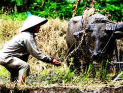 Petani dan Tantangannya