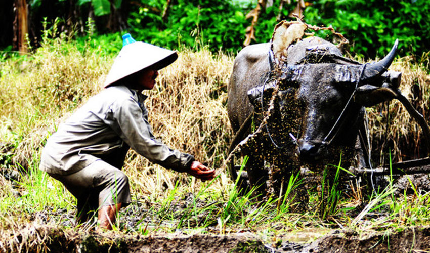 Petani