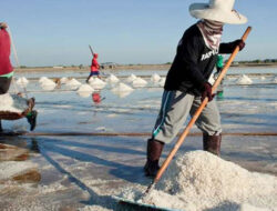 Rodmap Garam Sedang Disiapkan Pemerintah Untuk Petani Lokal