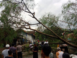 Puting Beliung Tumbangkan Pohon hingga Rusak Pom Bensin