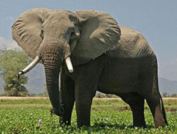 Gajah Bisa Belajar Dengan Cepat, Hanya Dengan Mengarahkan Telunjuk