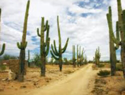 Tanaman Kaktus Arizona Dilindungi Karena Banyaknya Pencurian