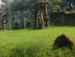 Video Orangutan Merokok di Sikapi Keras Oleh Aktivis Pelindung Binatang