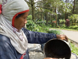 Suka Duka Penyadap Getah Pinus, Puluhan Tahun Tinggal di Dalam Hutan