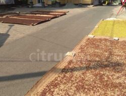 Panen Melimpah, Petani Keluhkan Harga Cengkeh Tidak Stabil