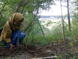 Hari Lingkungan Hidup Sedunia: Seribu Pohon untuk Cisanggarung