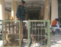 Bupati Majalengka Serahkan Hewan Langka