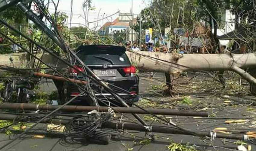 Korban-Pohon-Tumbang