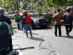Ini Kronologi Pohon Tumbang di Jalan Pemuda Cirebon