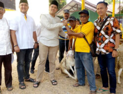 DPD Golkar Kab Cirebon Bagikan 3 Sapi dan 40 Kambing