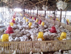 Bisnis Ayam Broiler Tetap Menggiurkan