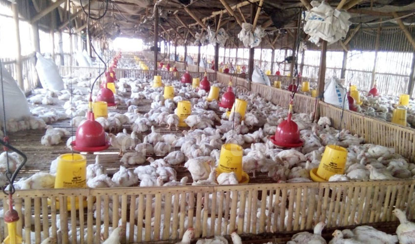 Bisnis Ayam Potong Tetap Menggiurkan