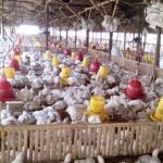 Bisnis Ayam Potong Tetap Menggiurkan