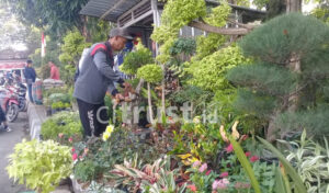 Selain Indah, Tanaman Hias Beri Penghasilan Lebih
