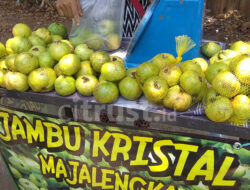 Manfaat Jambu Kristal: Mencegah Diabetes