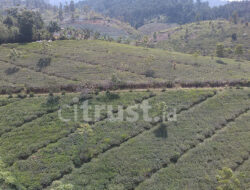 KNPI Lemahsugih Hadirkan Konservasi Alam Terbuka Perkebunan Teh