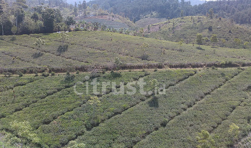 KNPI Lemahsugih Hadirkan Konservasi Alam Terbuka Perkebunan Teh