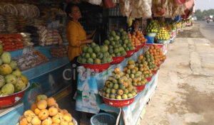 Mangga, Buah Tangan Ciri Khas di Jalur Pantura Indramayu