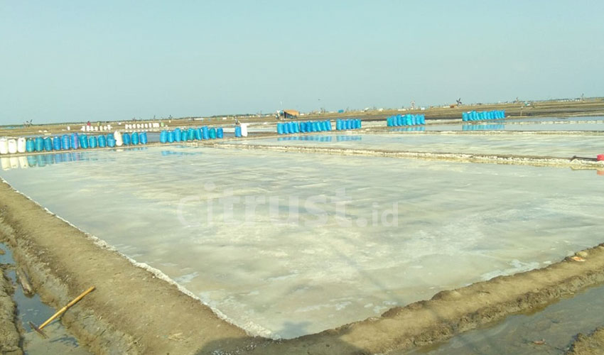 Kemarau Membawa Berkah Bagi Petani Garam Rawaurip