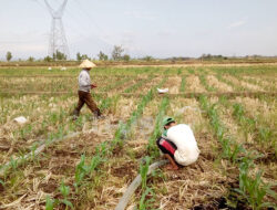 Petani: Pemerintah Harus Stabilkan Harga Jagung!