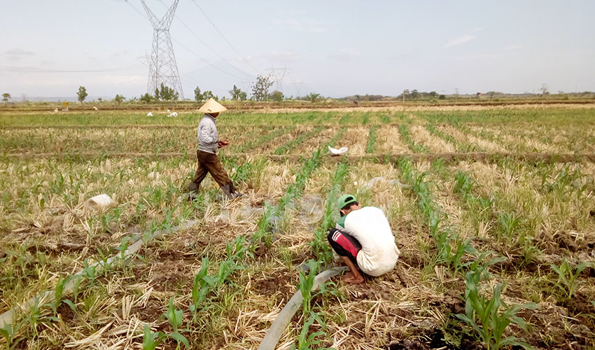 Petani: Pemerintah Harus Stabilkan Harga Jagung!