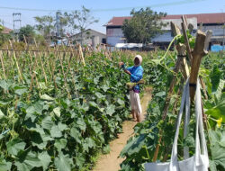 Musim Kemarau, Petani Padi Beralih Budi Daya Mentimun