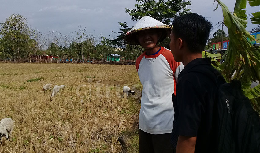 Kemarau Dianggap Berkah Oleh Peternak di Desa Kedungjaya