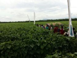 Simpatik, Polisi di Majalengka Bantu Petani Panen Sayuran