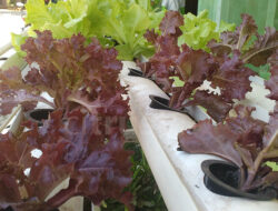 SDN 2 Karyamulya Kota Cirebon Budidaya Tanaman Hidroponik