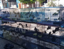 Usaha Burung Kontes, Menyalurkan Hobi Sekaligus Peluang Bisnis
