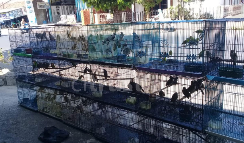 Usaha Burung Kontes, Menyalurkan Hobi Sekaligus Peluang Bisnis