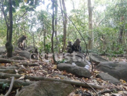 Plangon, Wisata Alam di Cirebon yang Murah Meriah