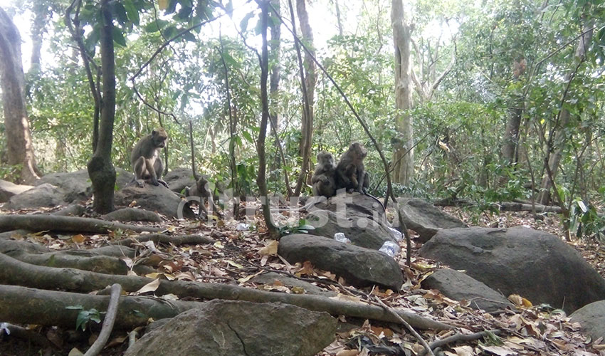 Plangon, Wisata Alam Murah Meriah