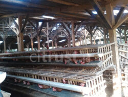 Winduherang Kuningan Pusat Komoditas Ayam Petelur