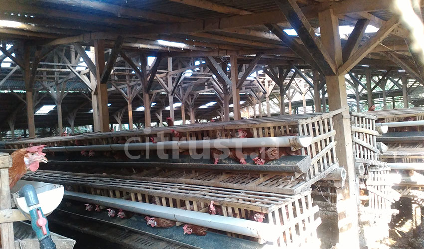 Winduherang Kuningan Pusat Komoditas Ayam Petelur