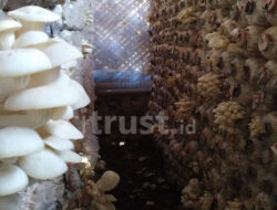 Bahan Produksi Serba Naik, Petani Jamur Menjerit