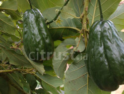 Labu Siam, Komoditas Primadona Sayuran Cakrawati Majalengka