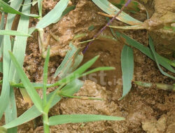Mancing Belut, Ajari Anak-anak Sadar Alam Sekitar