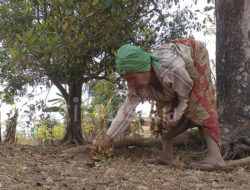 Usaha Minyak Cengkih, Berdayakan Lansia dan Masyarakat Kecil